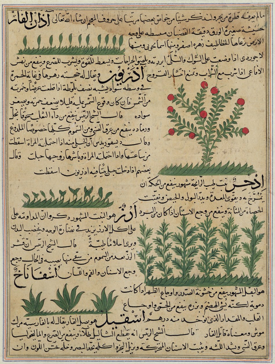 Bayan E-7 fol. 142b Botanik bitkiler, Zakariya-ibn Muhammed al-Qazwini