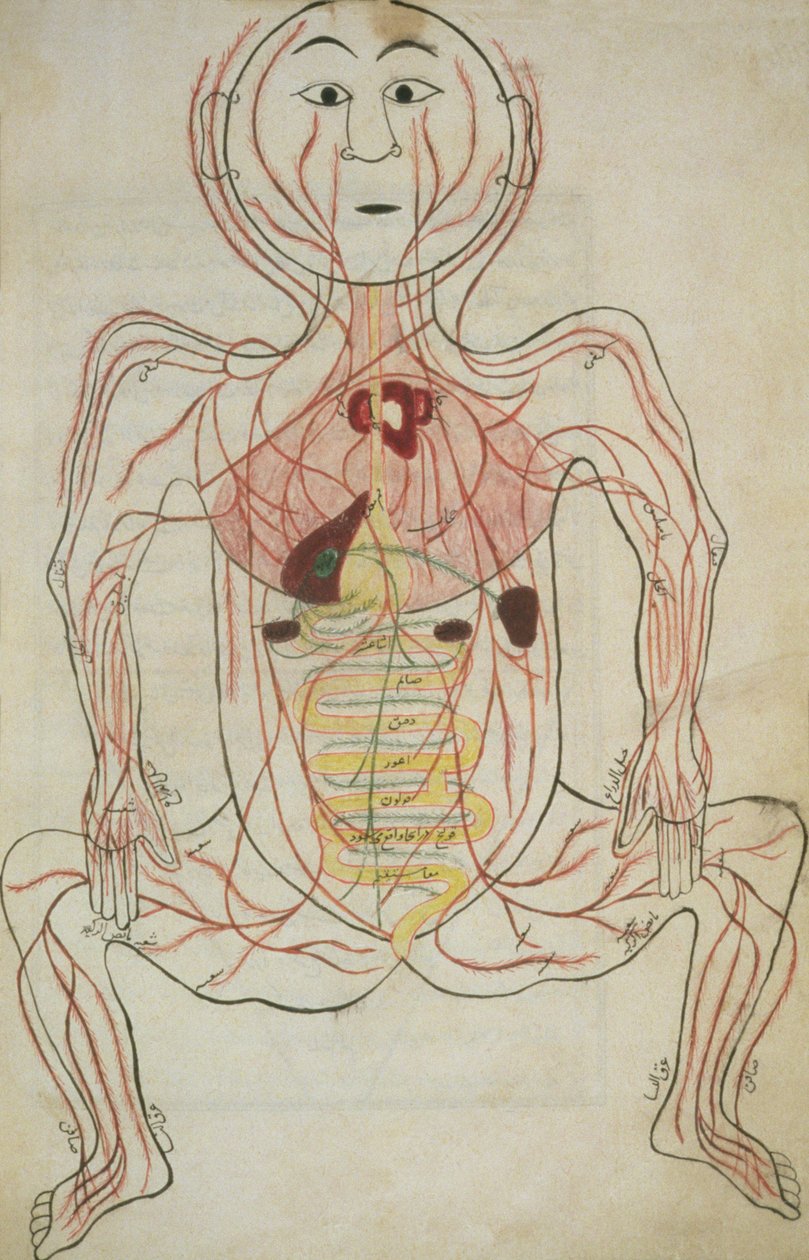 Per 129, f.20b İnsan İç Organları ve Dolaşım Sistemi, Tashrih al-badan'dan örnek (kağıt üzerine mürekkep) by Islamic School