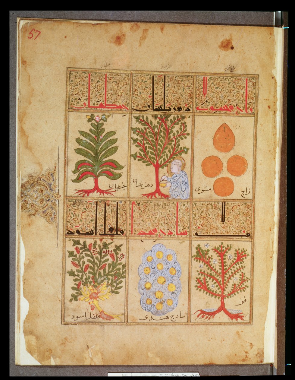 Ms. Arabe 2964 fol.57 Theriac için şifalı bitkiler, Treatise of Theriac