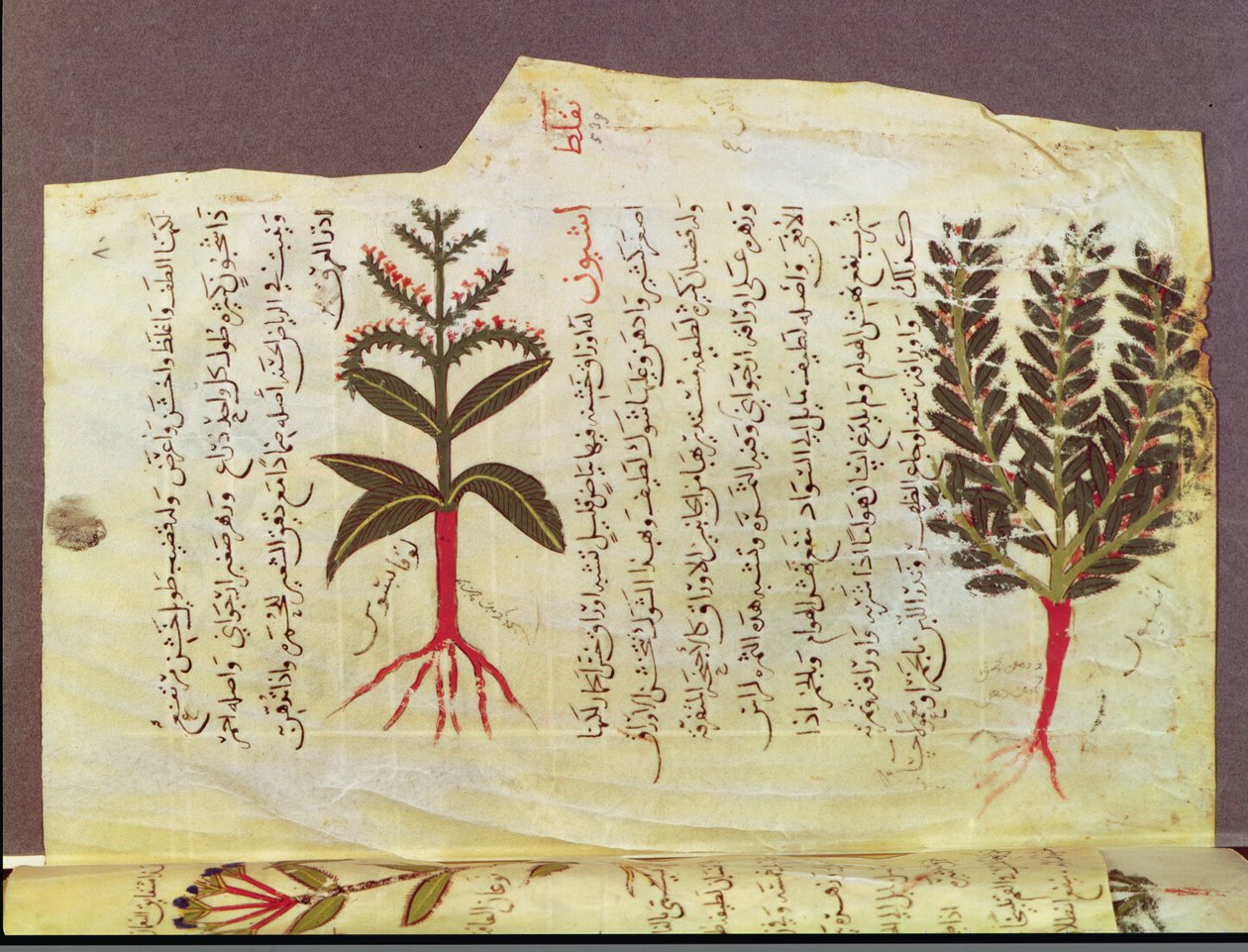 Ms. Arabe 4947 fol.84, Dioscoride