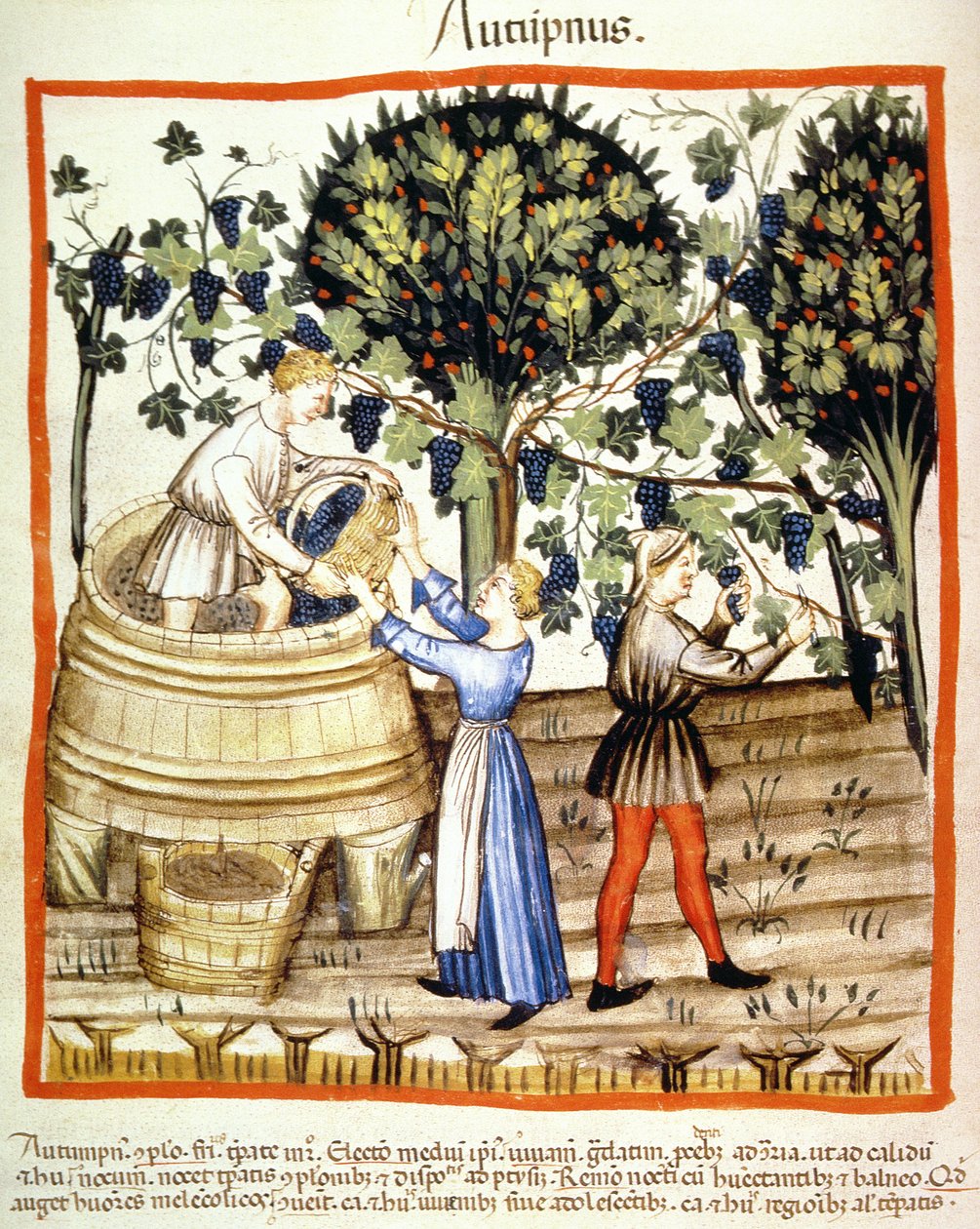 Fol.54v Sonbahar: Üzüm Hasadı, Tacuinum Santiatis Codex Vindobonensis