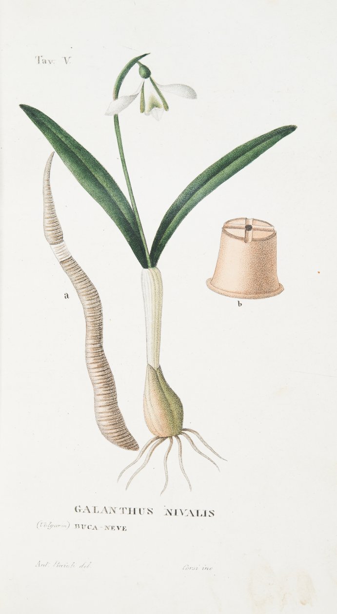 Galanthus Nivalis, Levha V, Antotrophy That is DeFiori Yetiştirme, Antonio Piccioli, yayın 1834 by Italian School