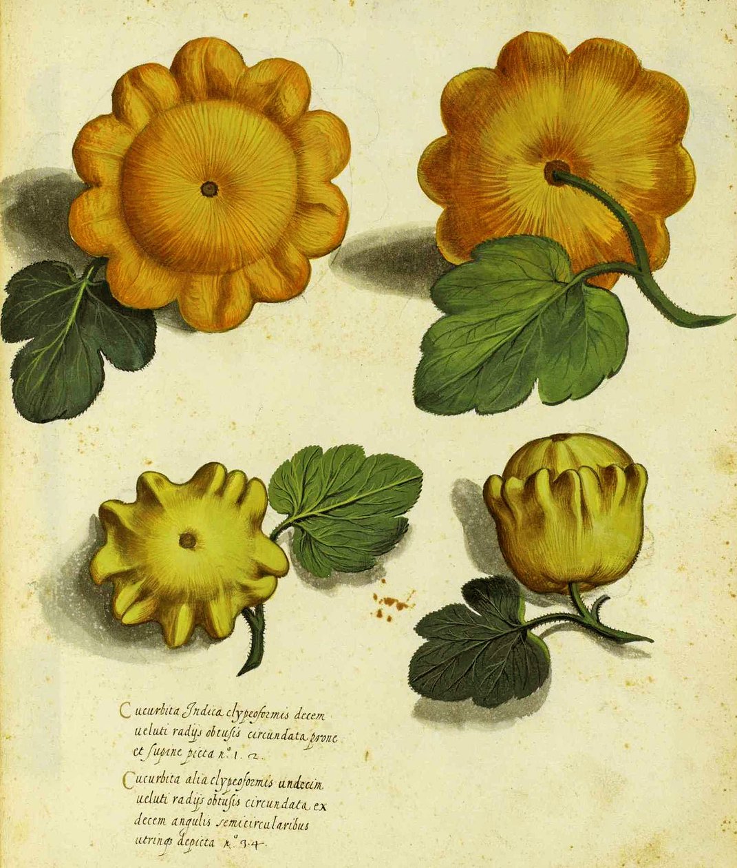 Piante Fiori Frutti'de yayınlanan Ulisse Aldrovandi (1522 - 1605) plakasına ait Heirloom Squash (el renkli gravür). by Italian School