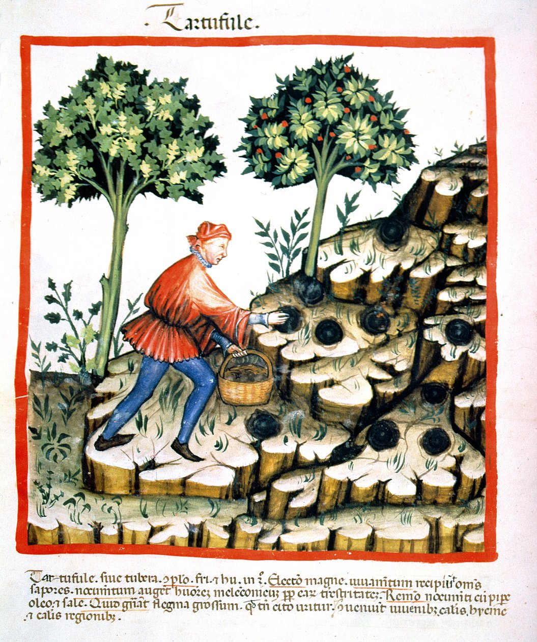 Nova 2644 f.28v Yer Mantarı Toplama, Tacuinum Sanitatis Codex Vindobonensis