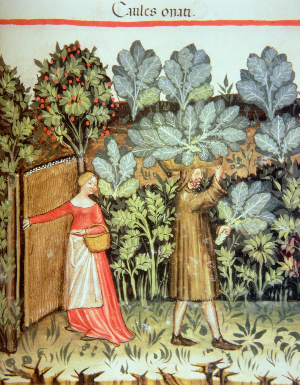 Nova 2644 fol.23r Lahana Hasat, Tacuinum Sanitatis Codex Vindobonensis