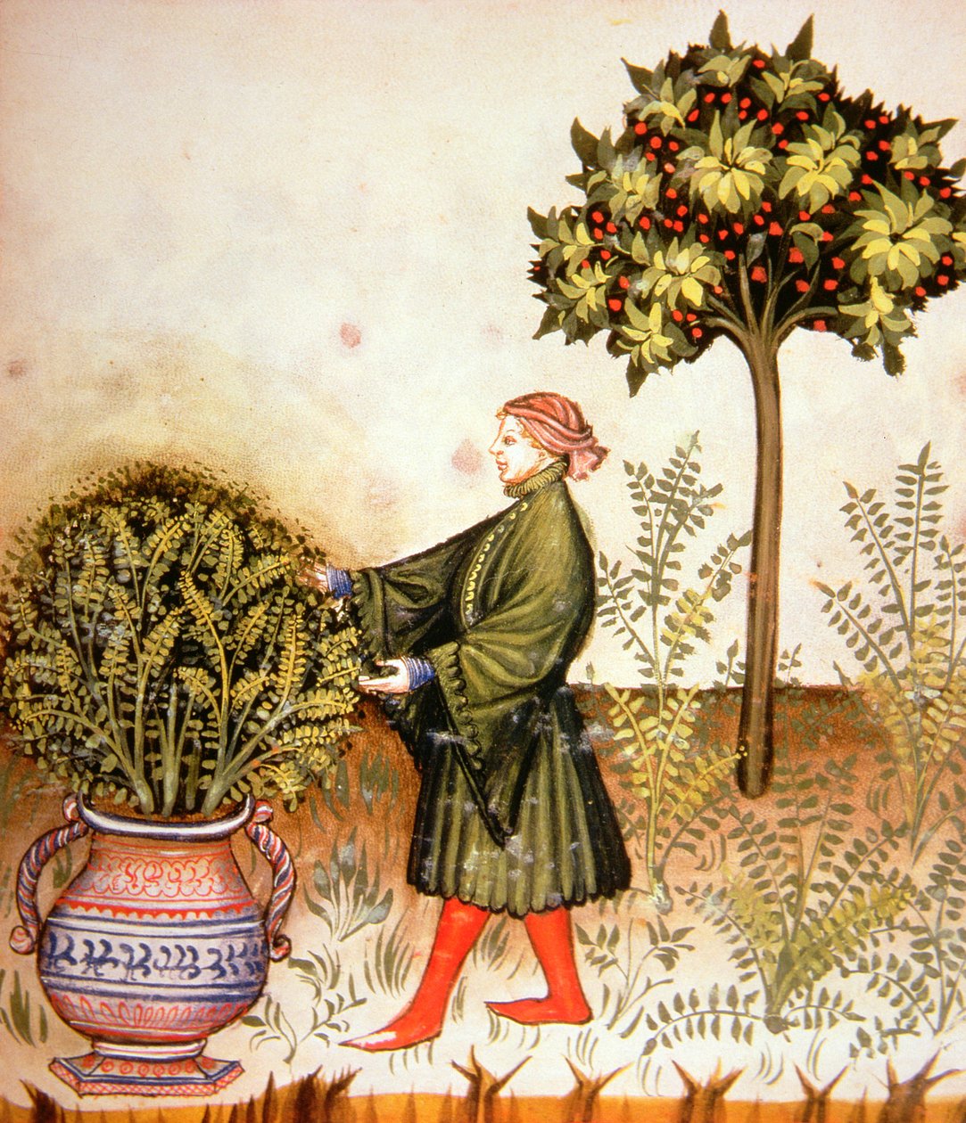 Nova 2644 fol.31r Kesme Fesleğen, Tacuinum Sanitatis