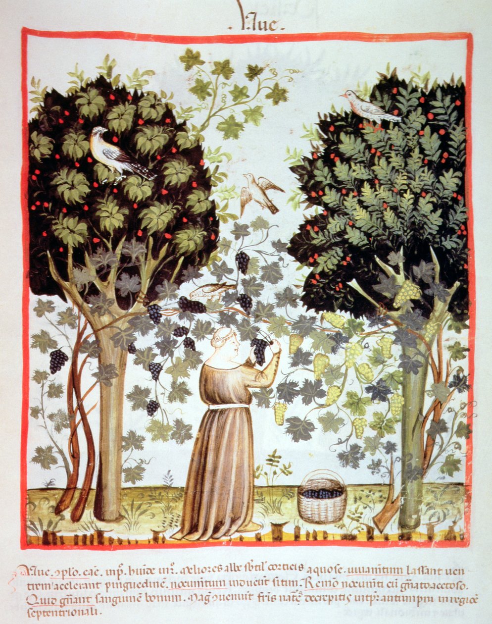 Nova 2644 fol.5r Hasat Üzüm, Tacuinum Sanitatis by Italian School