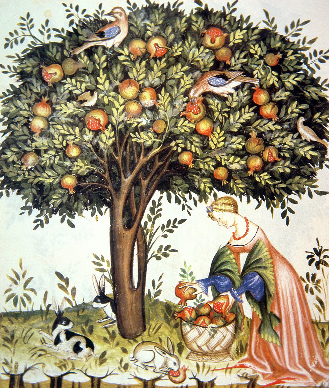 Nova 2644 fol.7v Acı nar toplama, Tacuinum Sanitatis