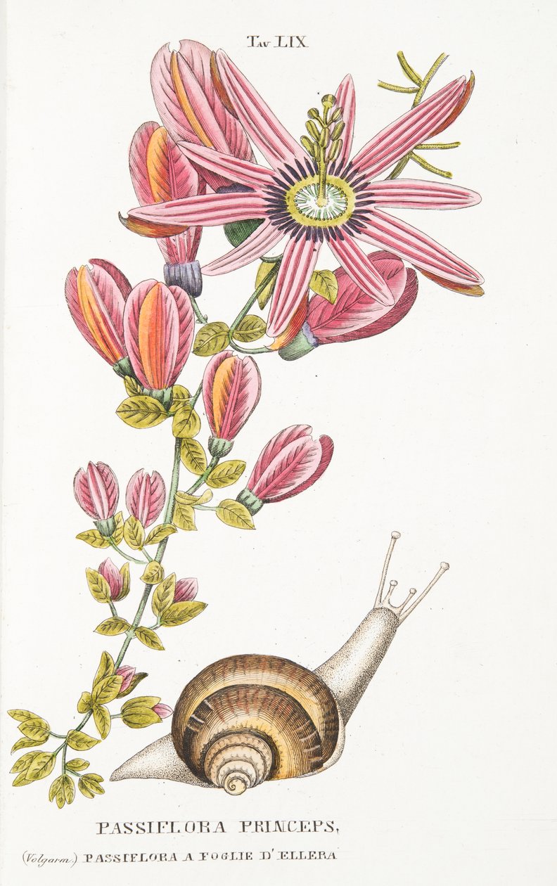 Passiflora Princeps, Plate LIX, LAntotrofia Ossia La Coltivazione DeFiori