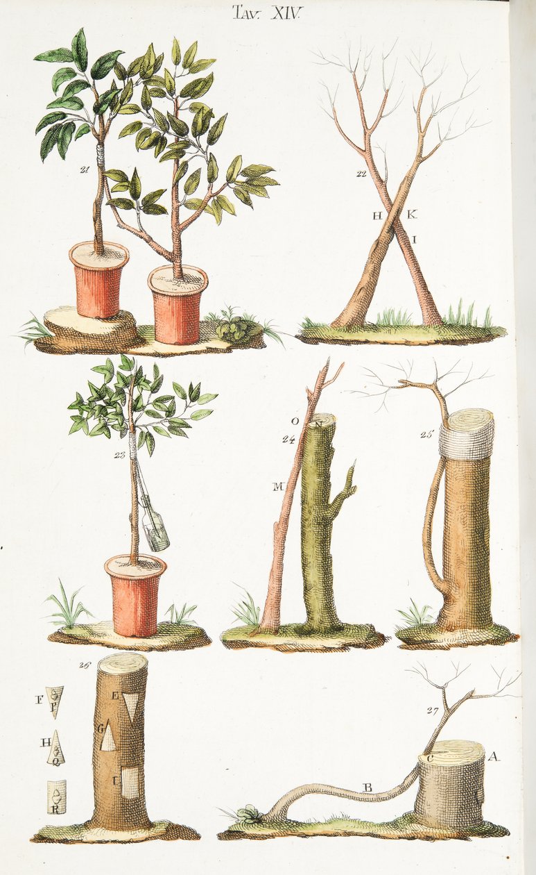 Meyve ağaçlarının aşılanmasına ilişkin çeşitli örnekler, LAntotrofia Ossia La Coltivazione DeFiori, Antonio Piccioli, pub.1834