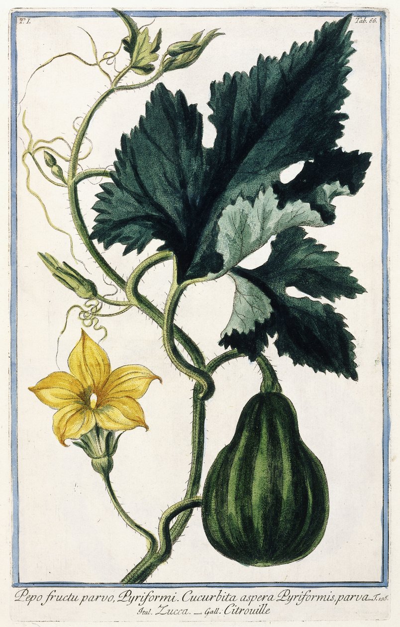 Bir Kabak, 1772-1784 by Italian School