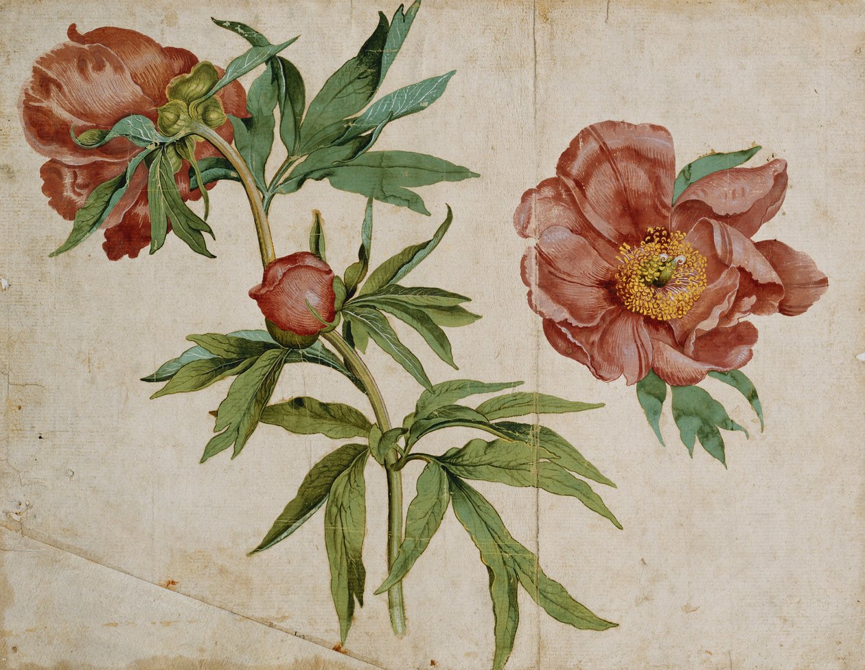 Paeonies Çalışması by Italian School