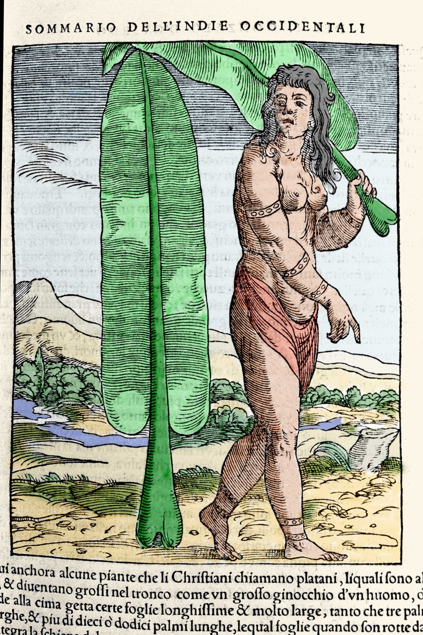 Tütün yaprağının yanında duran bir Batı Hint yerlisi. “” Navigationi ve Viaggi” kitabından gravür, cilt. III, Giovanni Battista Ramusio (1485-1557), Venedik 1565. by Italian School