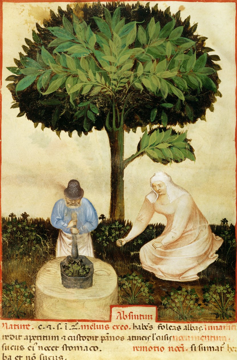 Absinthe, Abul Qasim Kalaf ibn al-Abbas al Zahrawi (Abulcasis) (936-1013) (parşömen) tarafından 
