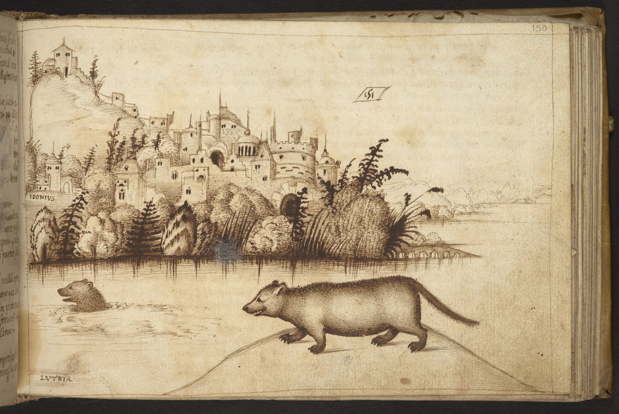 Ekle. 82955, f.150 Su samurları (