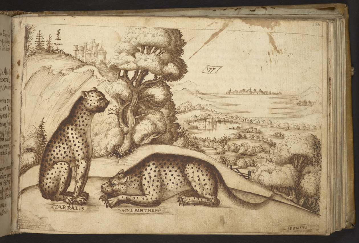 Ekle. 82955, f.176 Leoparlar (