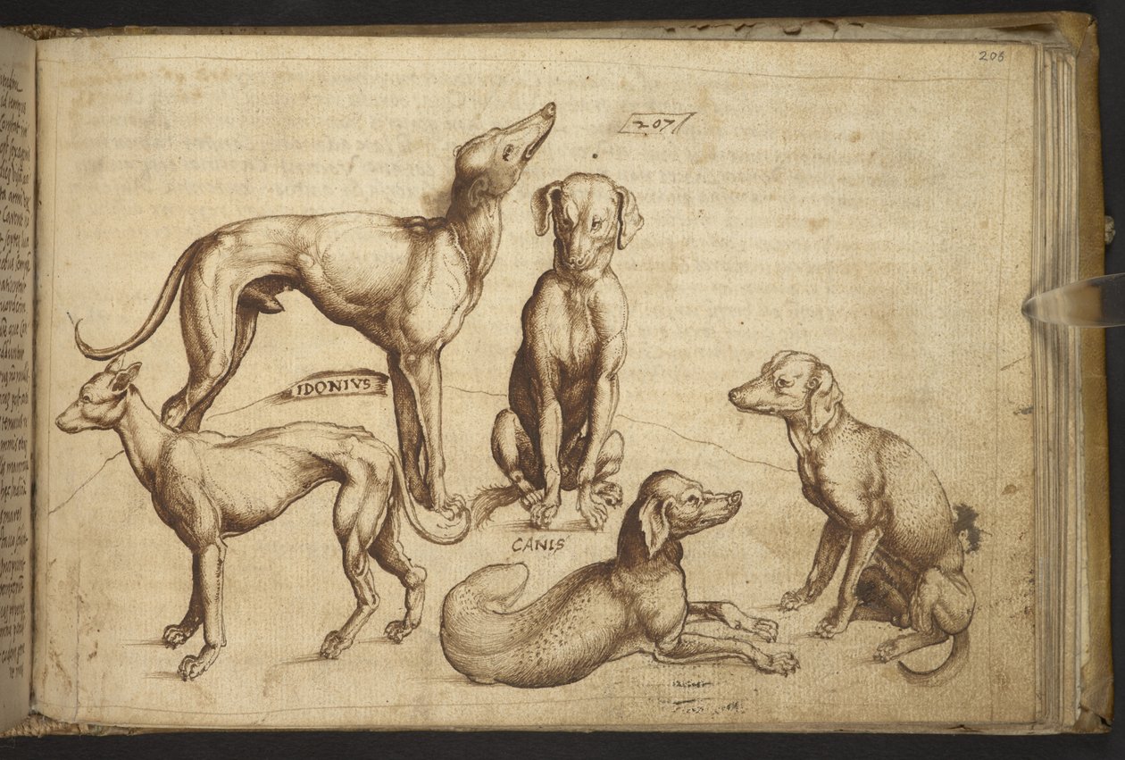 Ekle. 82955, f.206 Farklı cins köpekler (