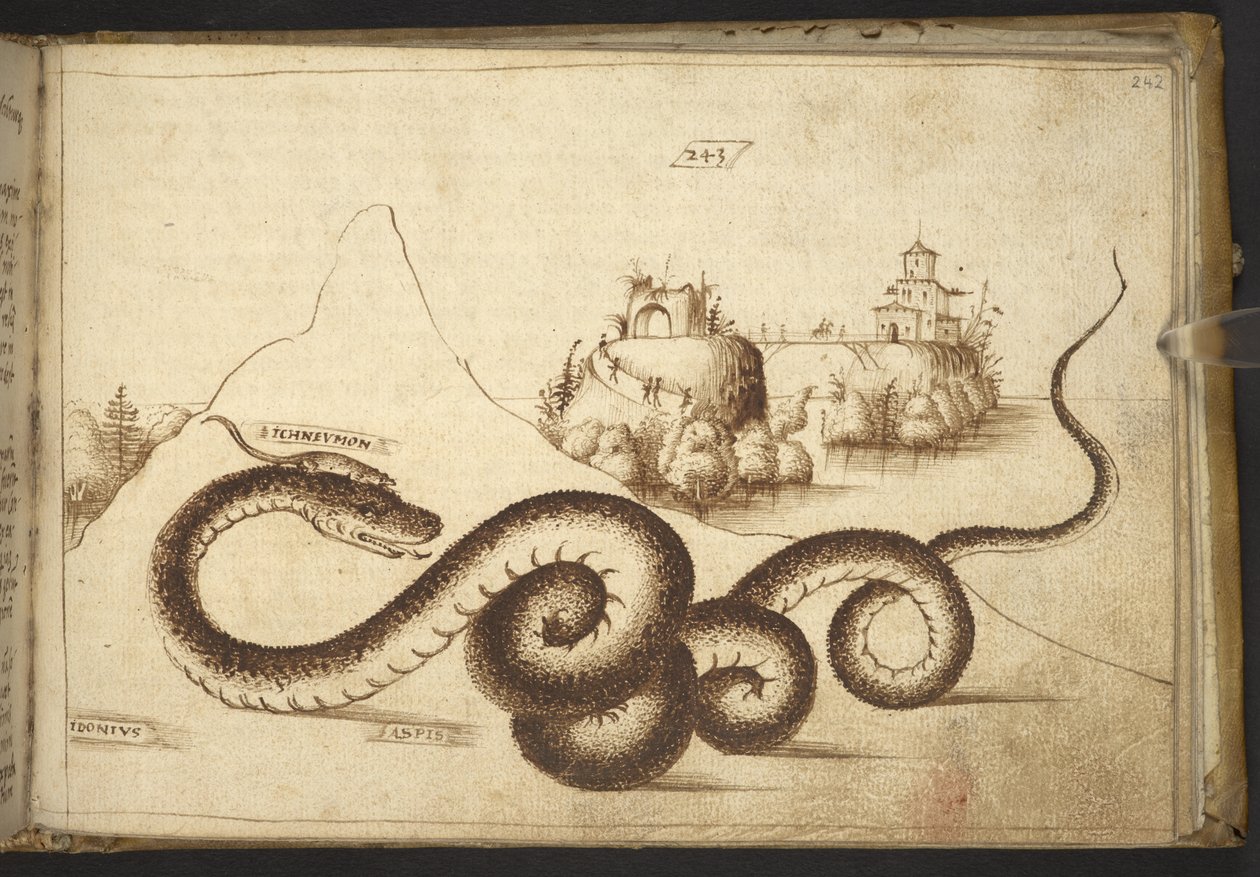 Ekle. 82955, f.242 Bir yılan (