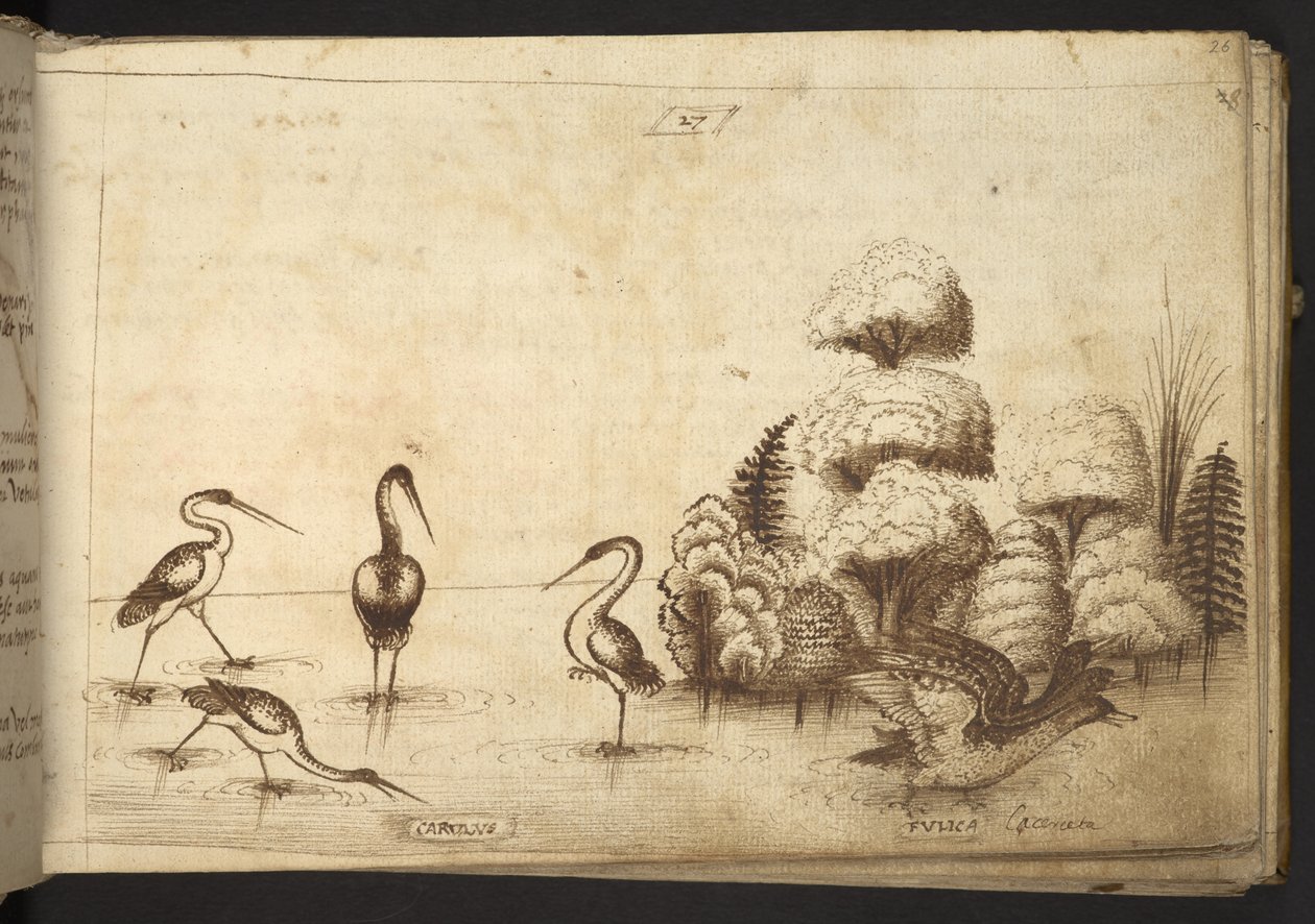 Ekle. 82955, f.26 Historia Animalium