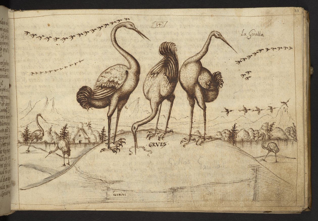 Ekle. 82955, f.33 Turnalar (