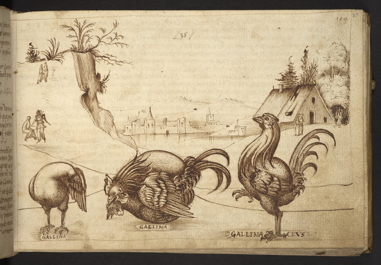 Ekle. 82955, f.37   Tavuklar (