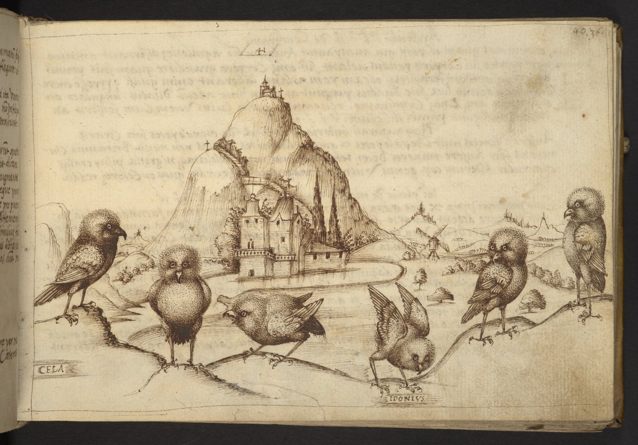 Ekle. 82955, f.40 Kuşlar. (