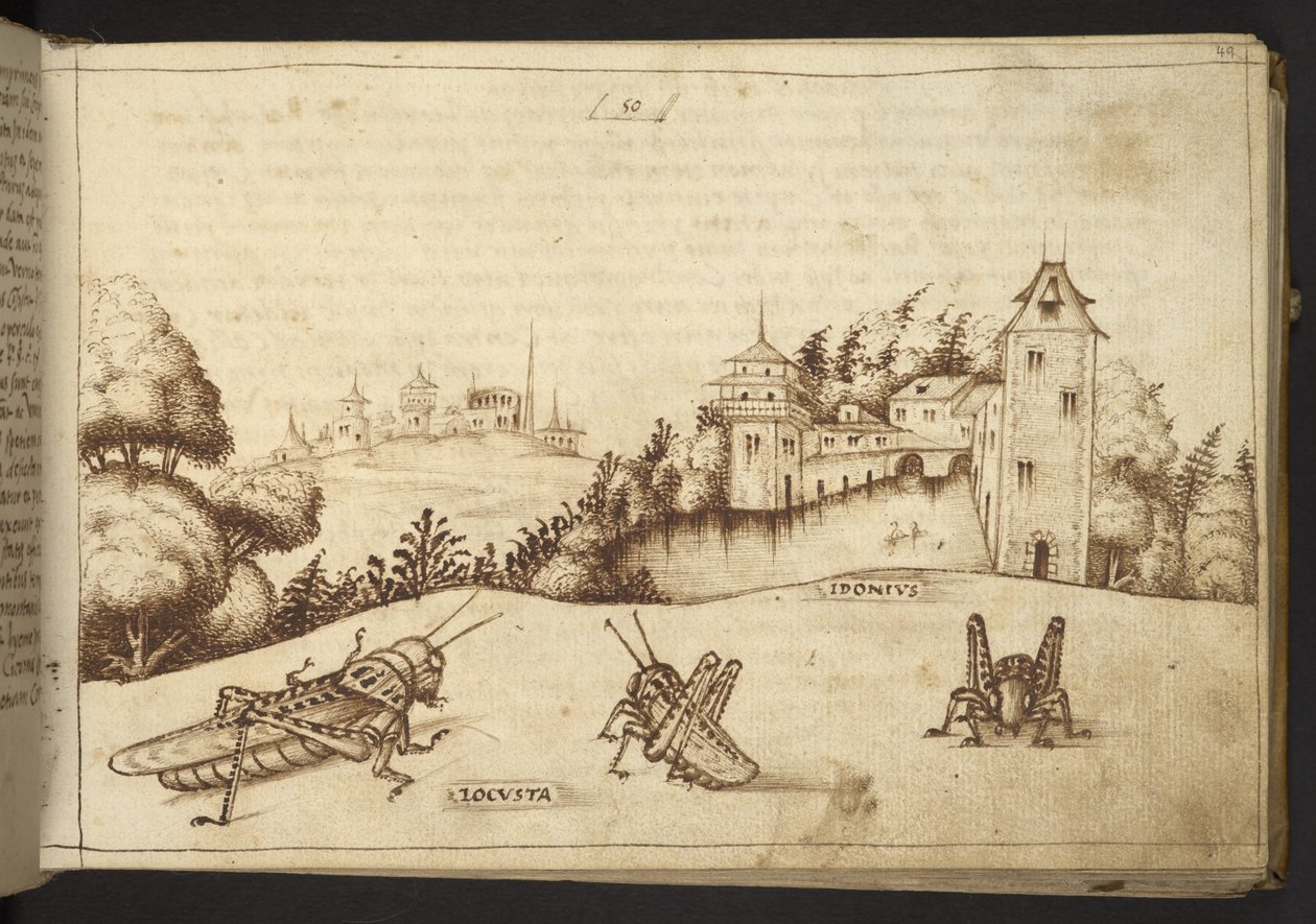 Ekle. 82955, f.49 Uzun boylu bir bitki yiyen çekirgeler.  , Historia Animalium
