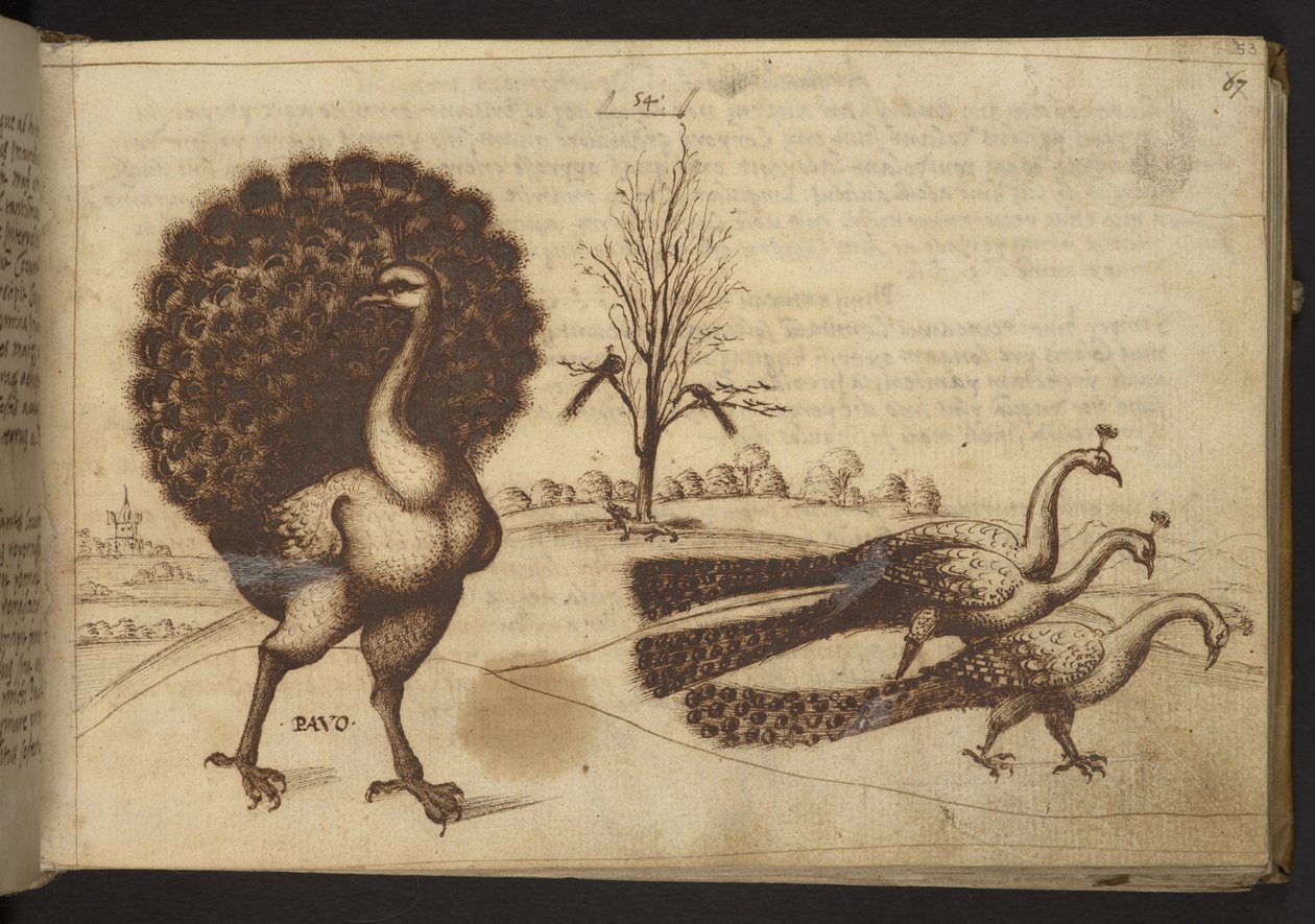 Ekle. 82955, f.53 Tavus kuşları (