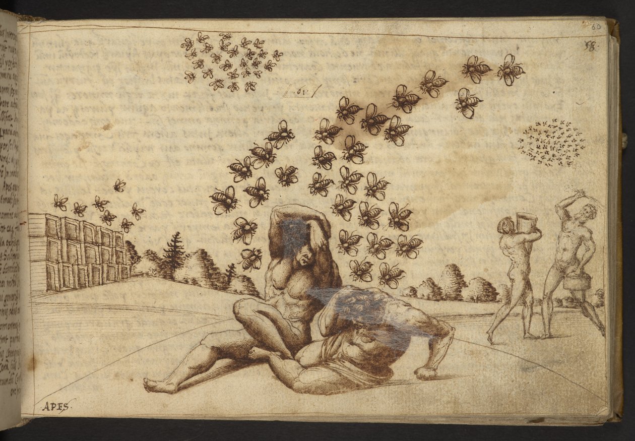 Ekle. 82955, f.60   Arılar (