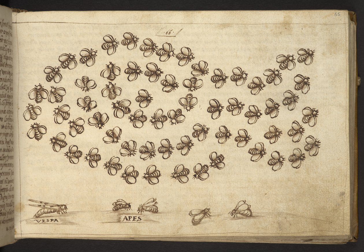 Ekle. 82955, f.65 Arılar (
