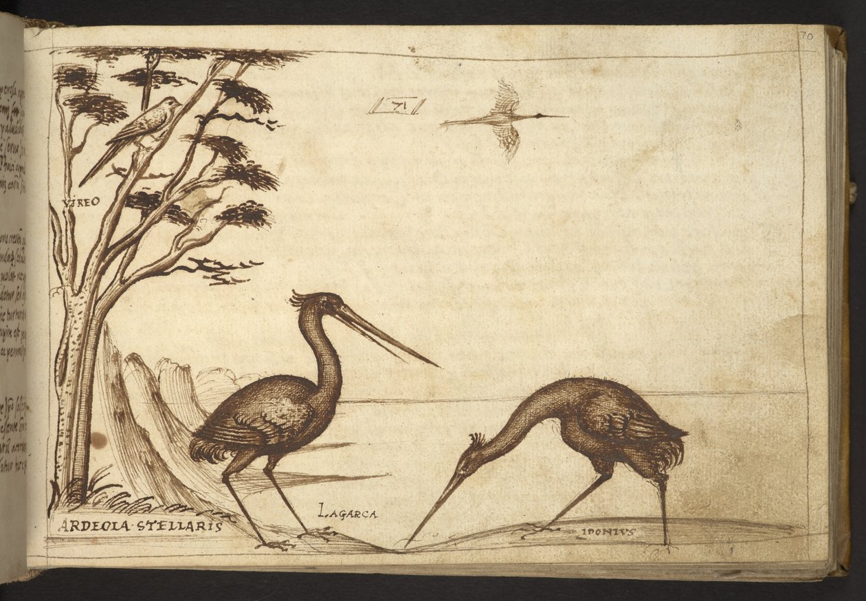 Ekle. 82955, f.70   Balıkçıl (