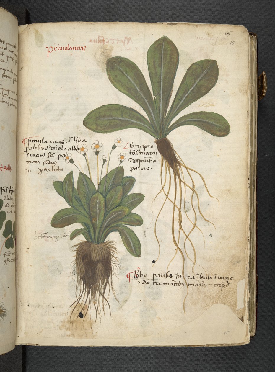 MS 41623 