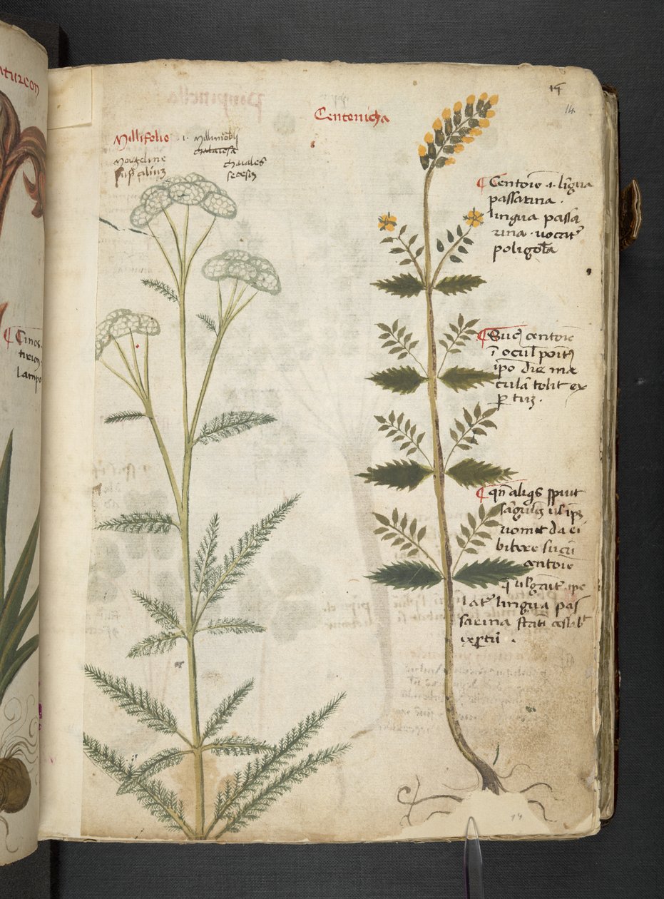 MS 41623 
