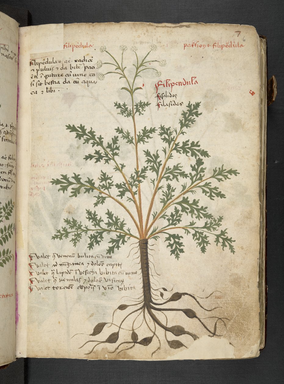 MS 41623 