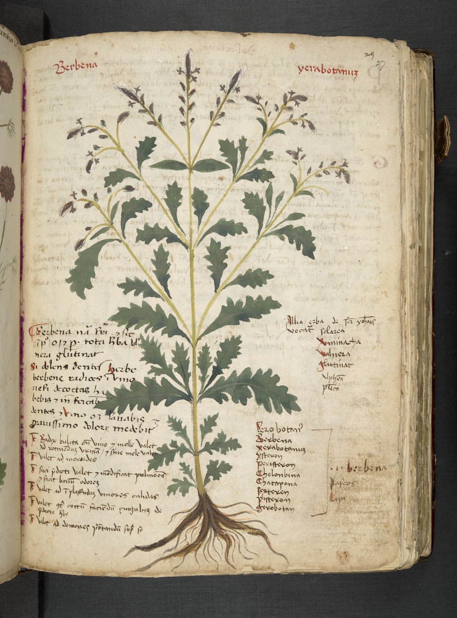 MS 41623 