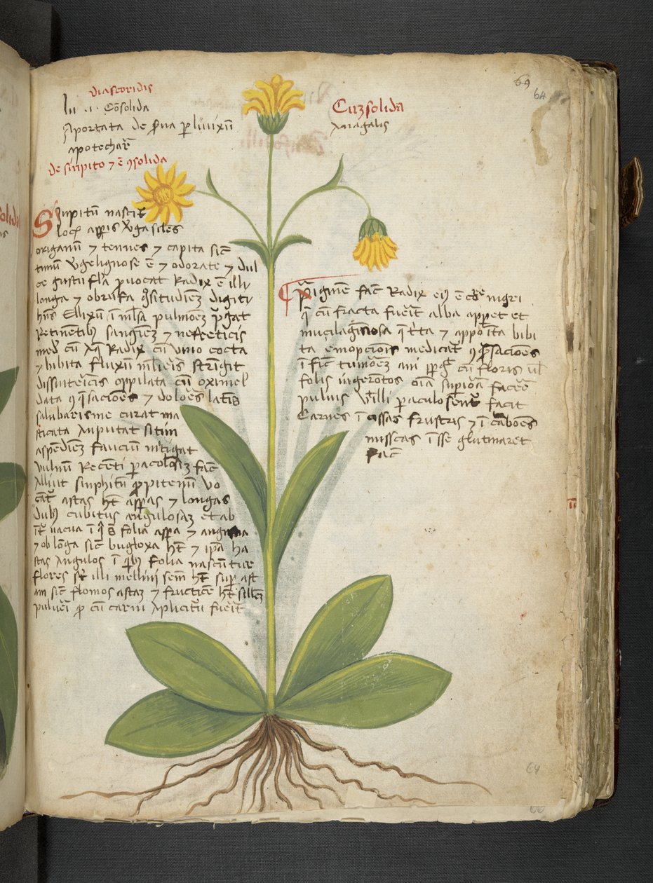 MS 41623 