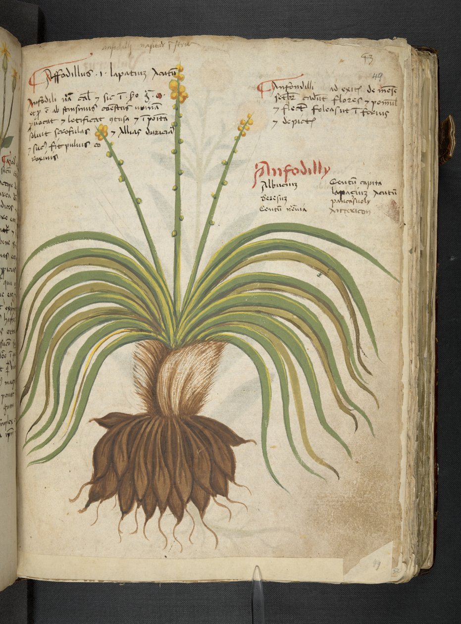 MS 41623 