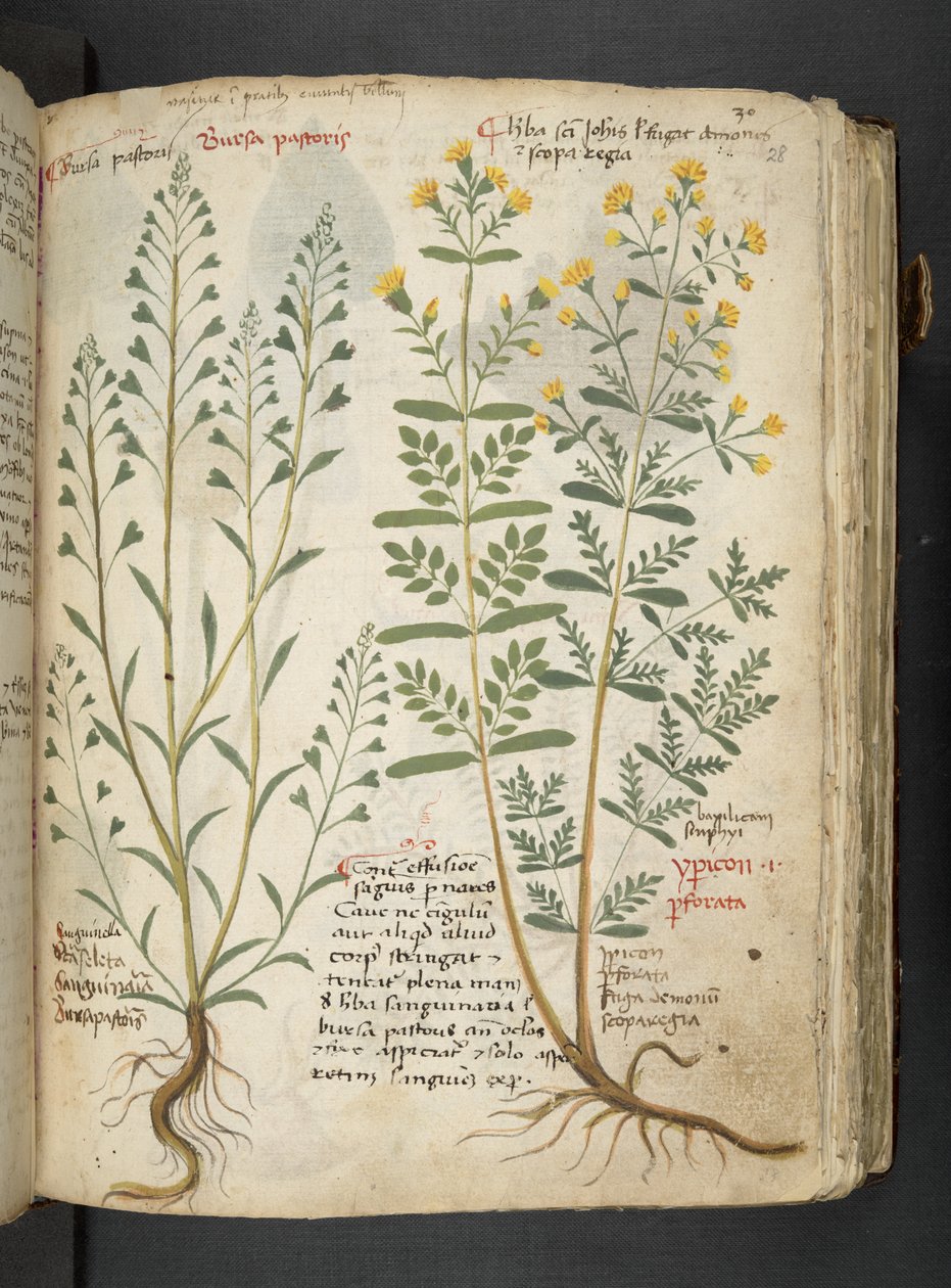 MS 41623 