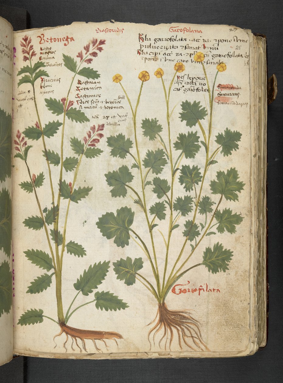 MS 41623 