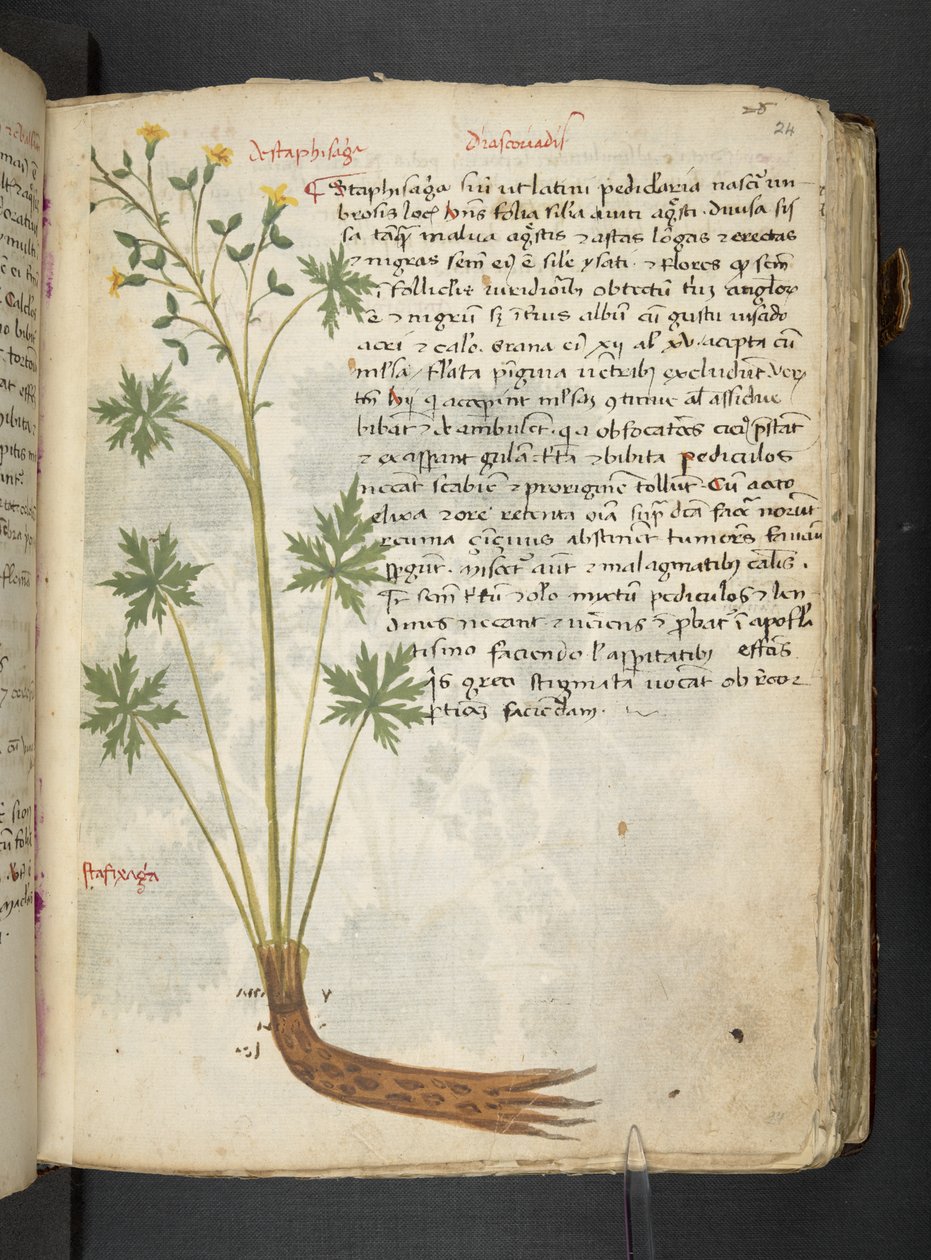 MS 41623 