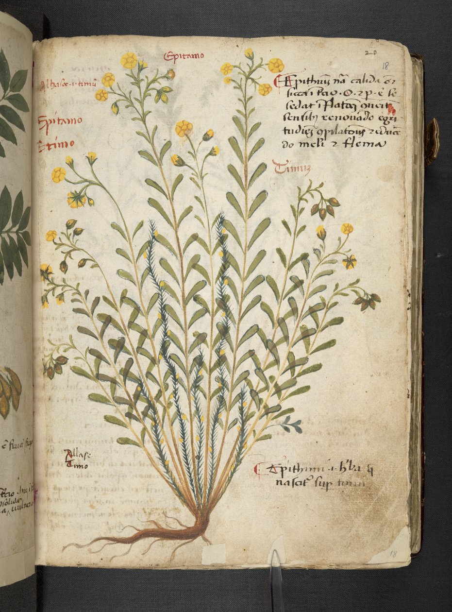 MS 41623 