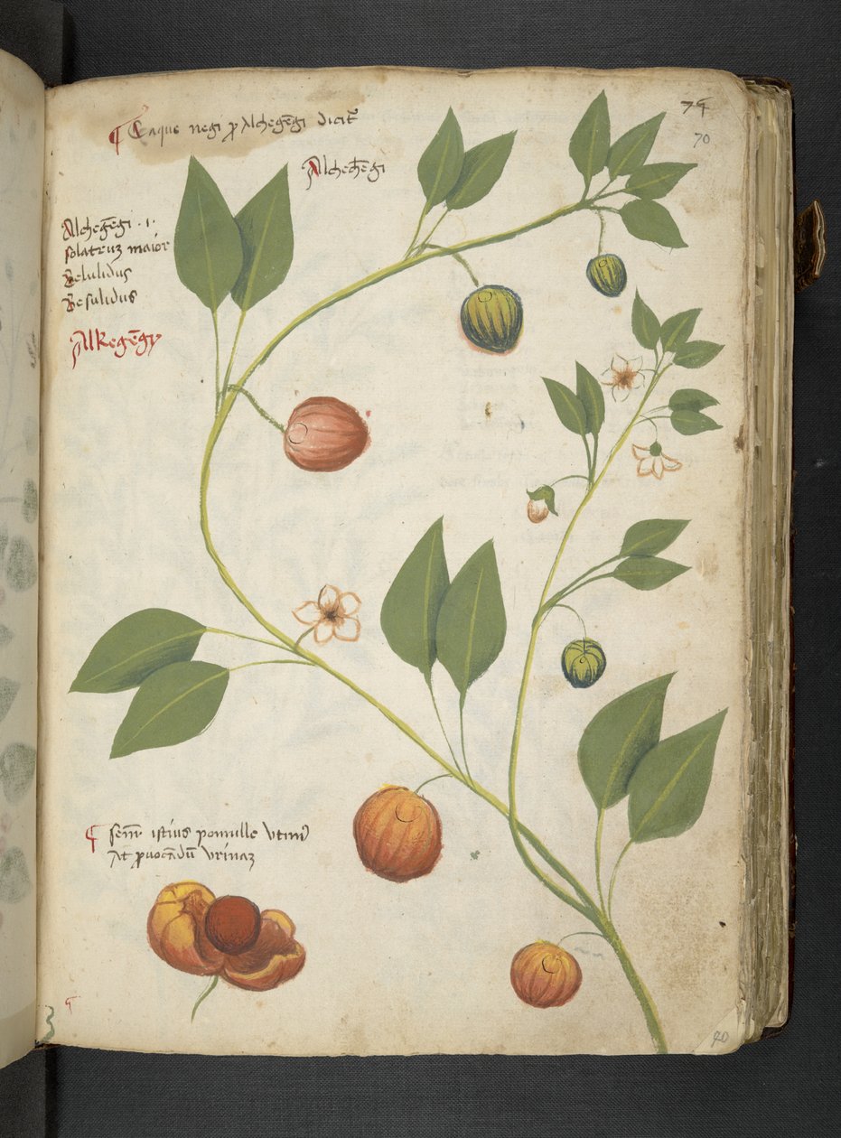 MS 41623 