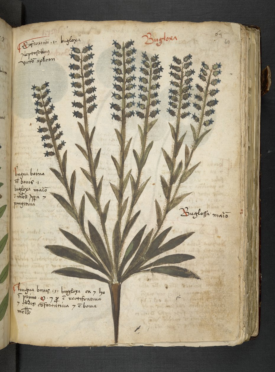MS 41623 