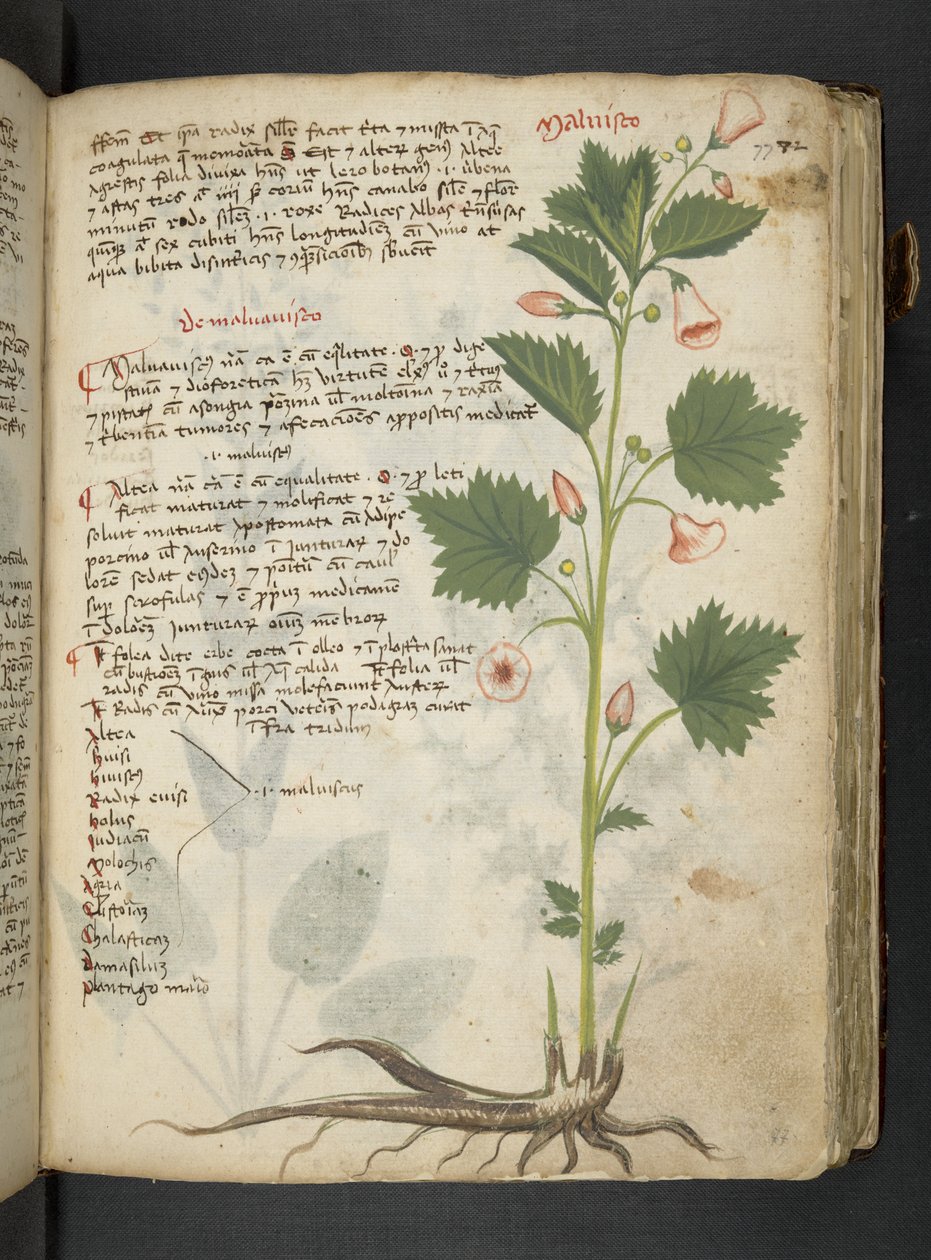 MS 41623 