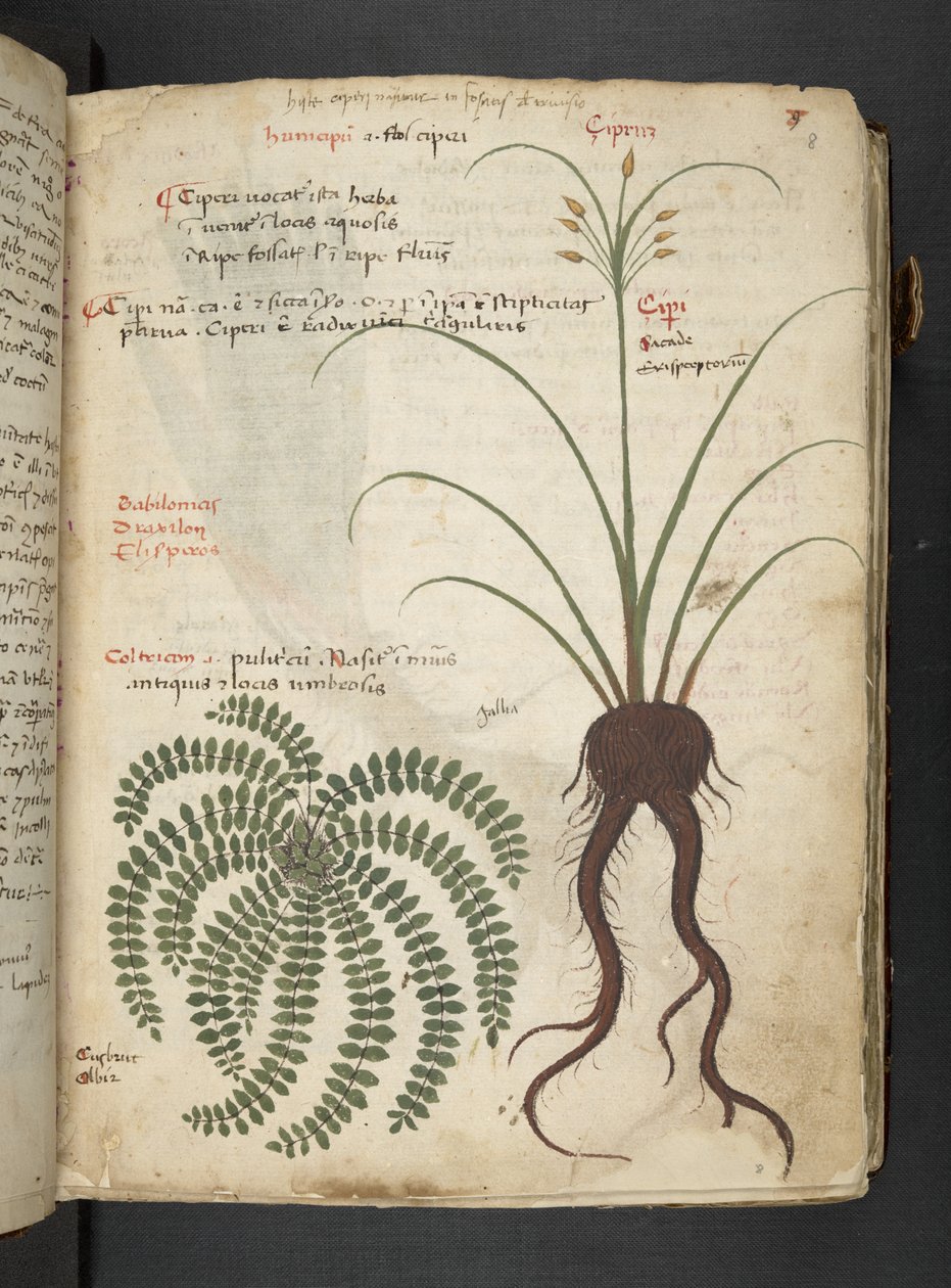 MS 41623 