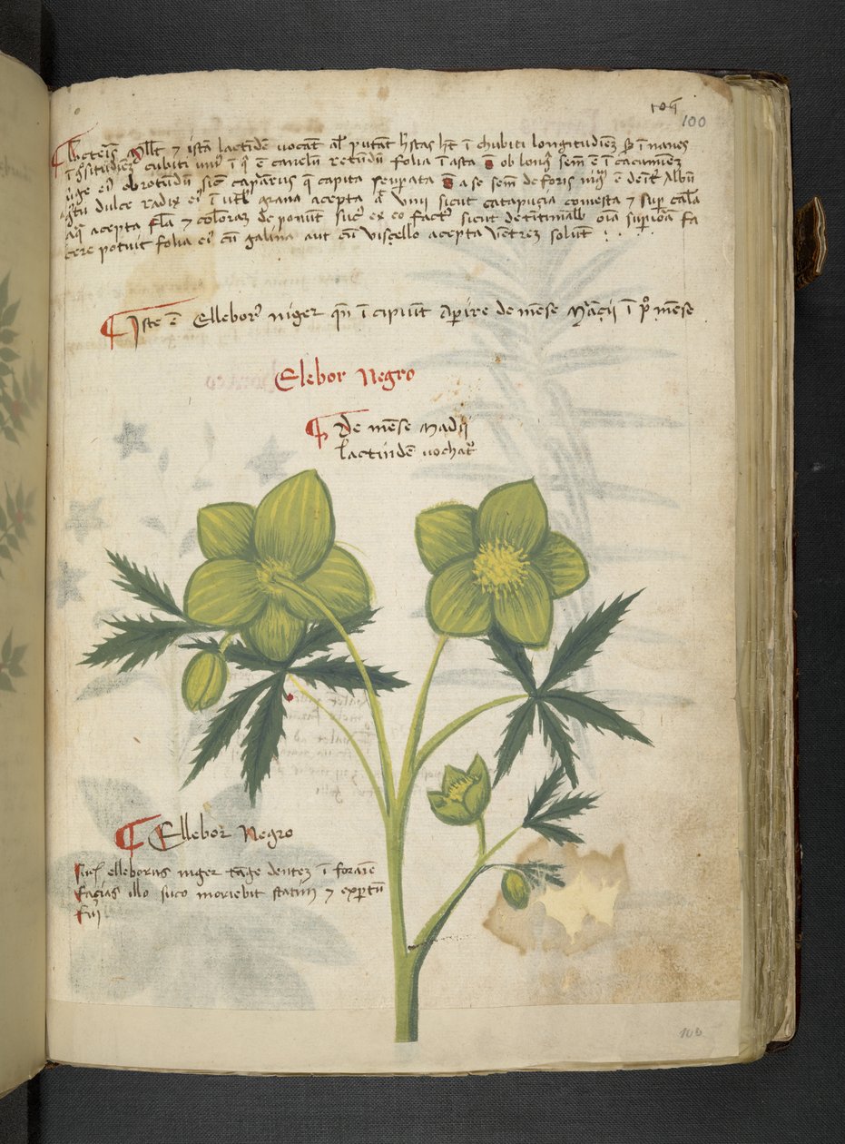 MS 41623 
