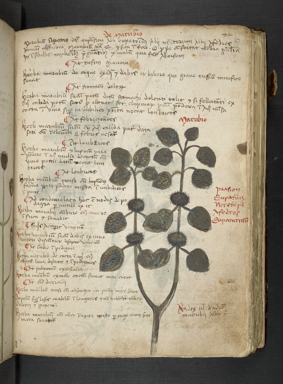 MS 41623 