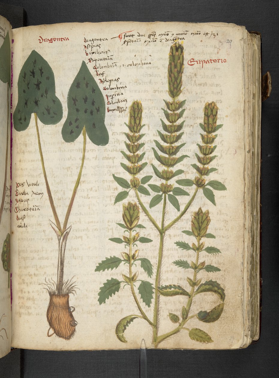 MS 41623 