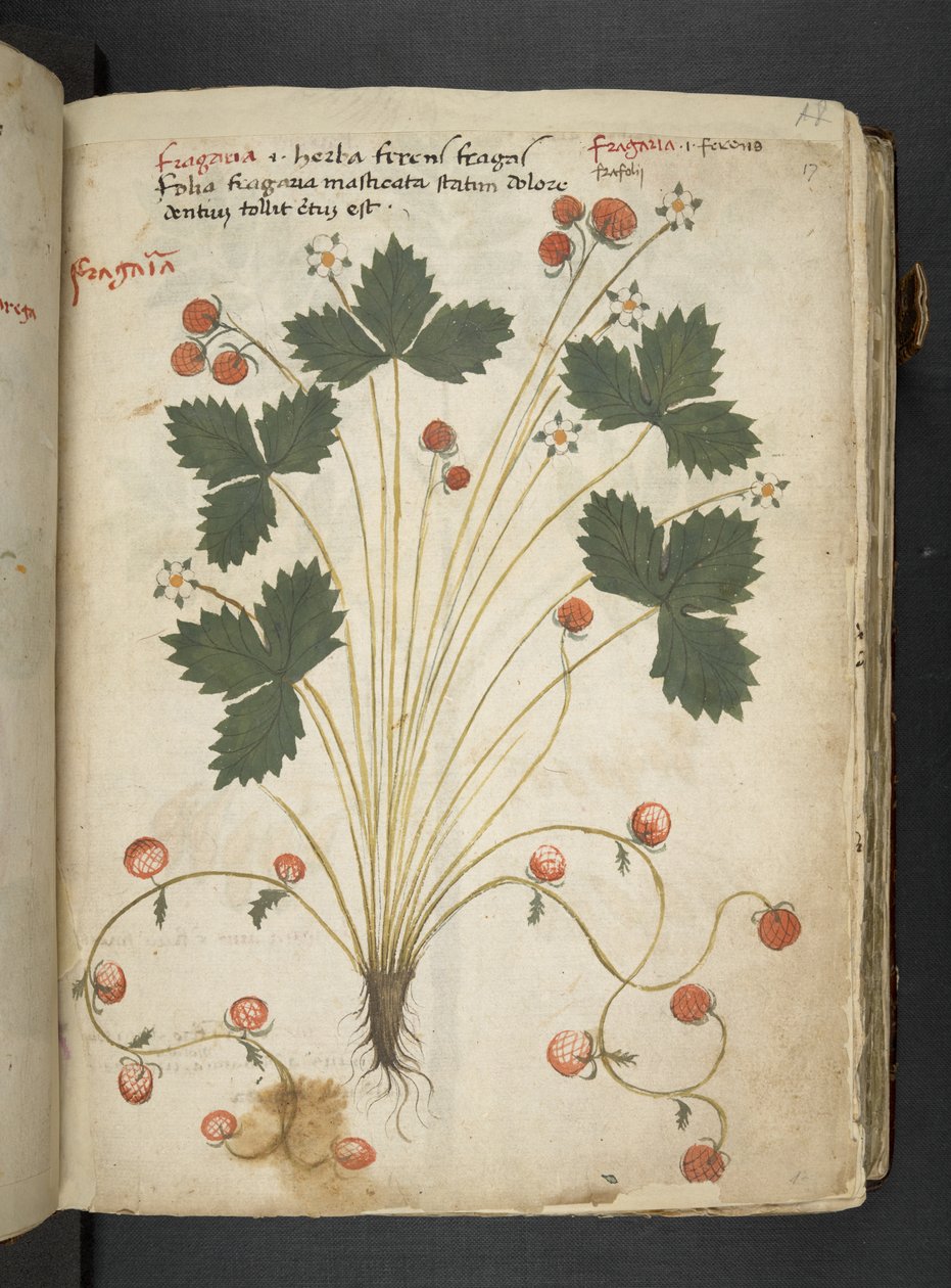 MS 41623 
