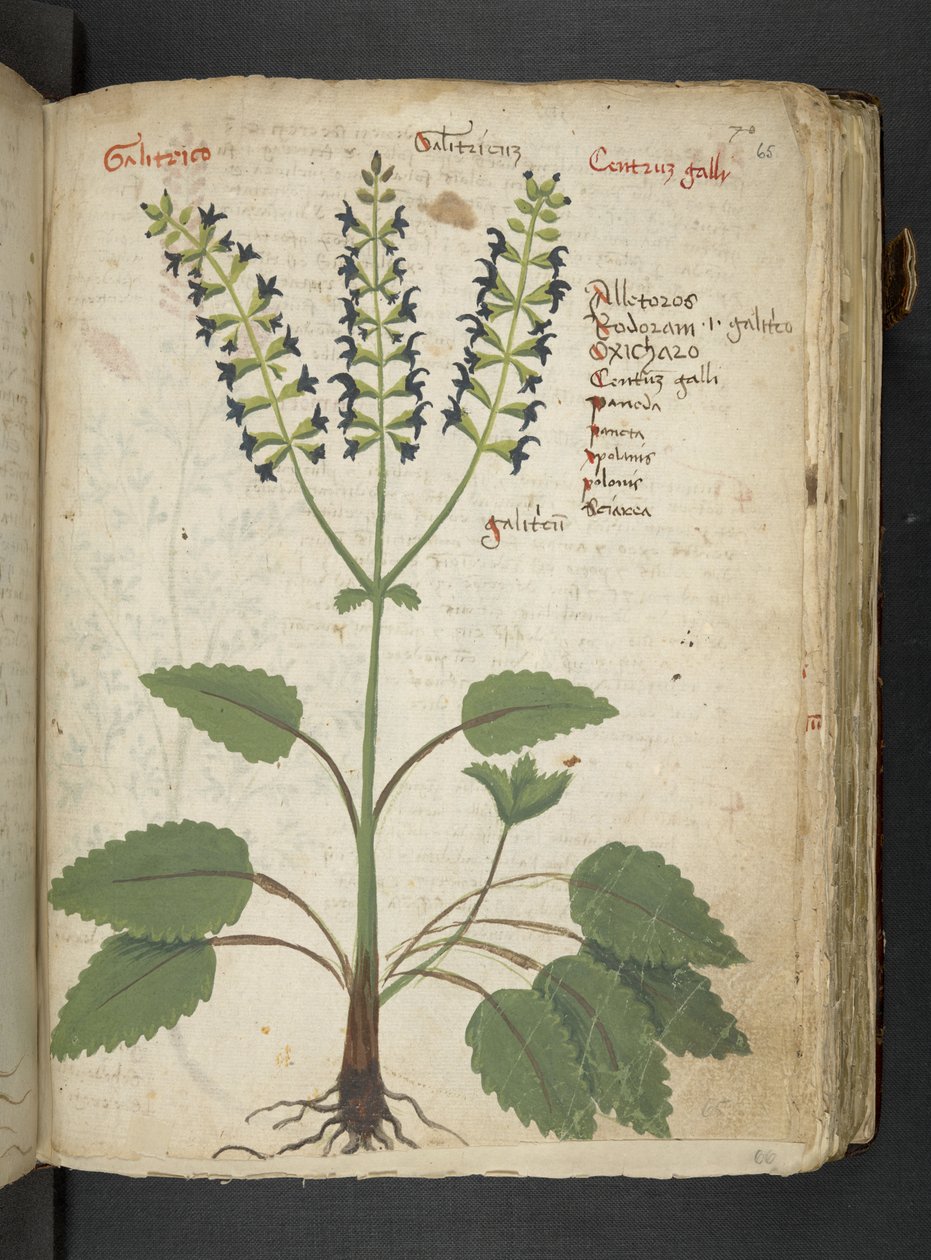 MS 41623 
